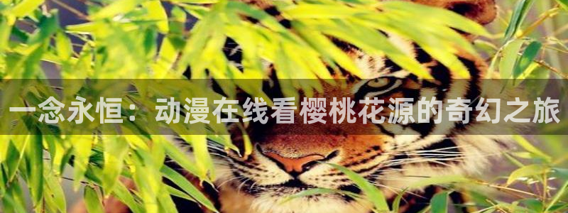 星空电影在线观看免费完整版国语